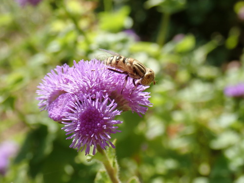 Big-headed Lagoon Fly