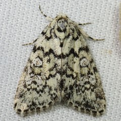 Cryphia pallidioides