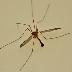 Tanyptera