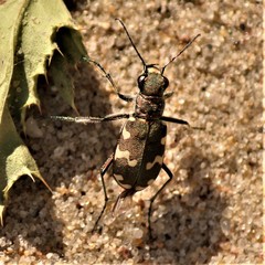 Cicindela hybrida