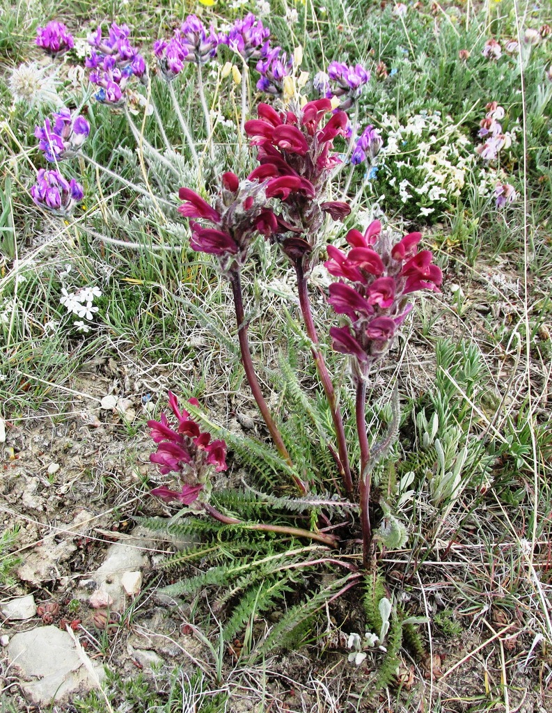 Fern-leaved Lousewort