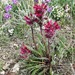 Pedicularis cystopteridifolia - Photo (c) J Brew, algunos derechos reservados (CC BY-SA), uploaded by John Brew