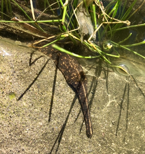 Placobdella parasitica