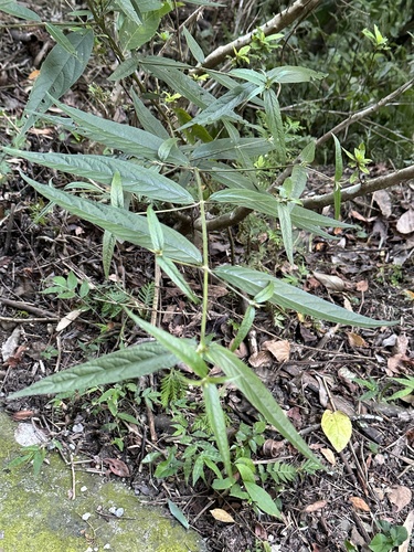 Image of Achyranthes longifolia by (c) Kiwi Shen, some rights reserved (CC BY)