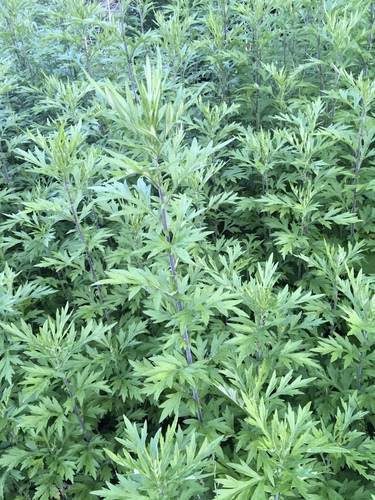 Artemisia vulgaris