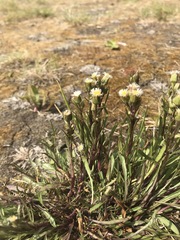 Erigeron lonchophyllus