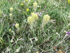 Castilleja pulchella