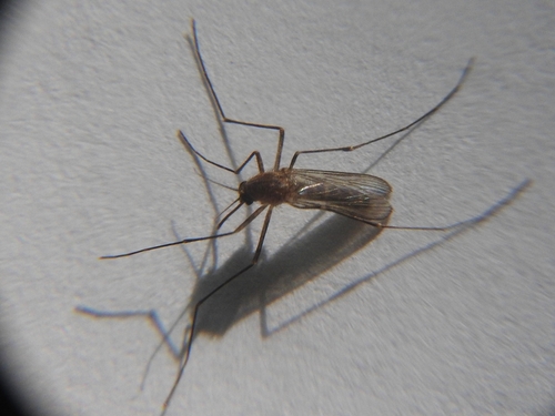 Common house mosquito