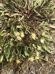 Erigeron lonchophyllus