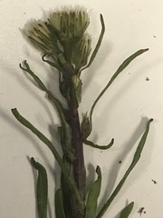 Erigeron lonchophyllus