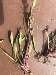 Erigeron lonchophyllus