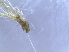 Erigeron lonchophyllus