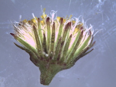 Erigeron lonchophyllus