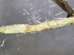 Erigeron lonchophyllus