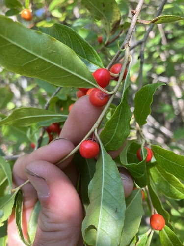 Image of Ilex laevigata by no rights reserved