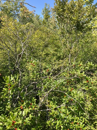 Image of Ilex laevigata by no rights reserved