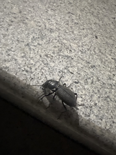 Carabus brandti