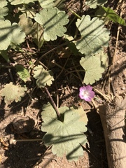 Sidalcea neomexicana