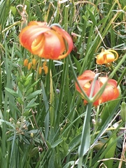 Lilium pardalinum shastense