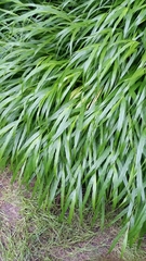 Hakonechloa macra