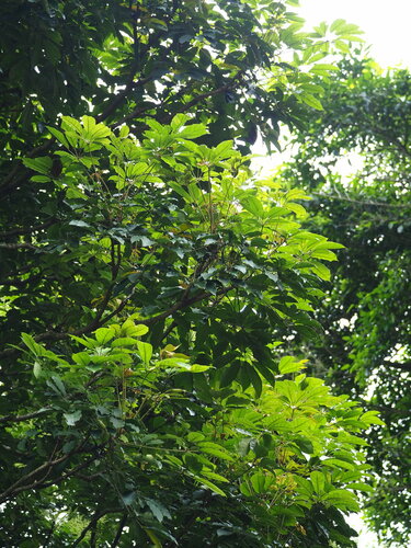 Heptapleurum heptaphyllum