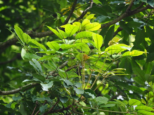 Heptapleurum heptaphyllum