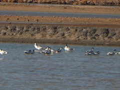 Recurvirostra avosetta