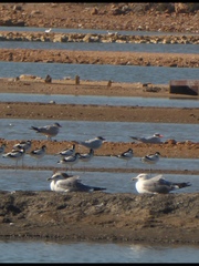 Recurvirostra avosetta