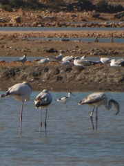 Recurvirostra avosetta