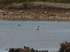 Recurvirostra avosetta