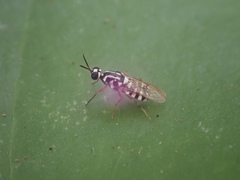 Neanalcocerus hortulanus