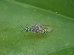 Neanalcocerus hortulanus