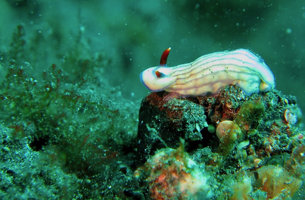Bumpy Split-tooth Dorid