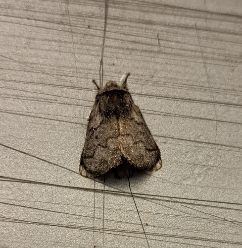 Trichiura crataegi