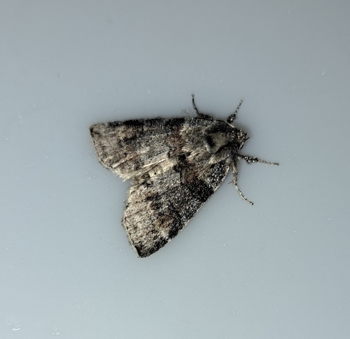 Cymatophorina diluta