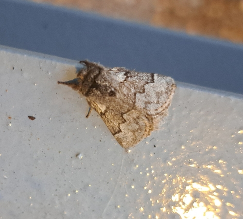 Trichiura crataegi