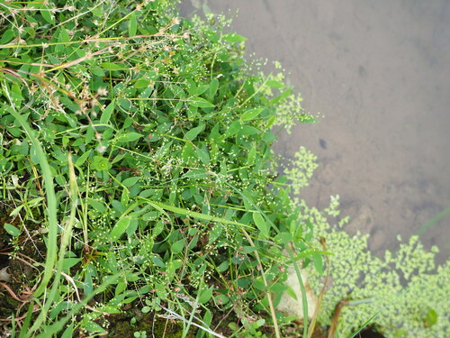 Image of Isachne nipponensis by no rights reserved