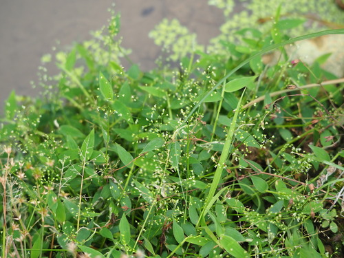 Image of Isachne nipponensis by no rights reserved