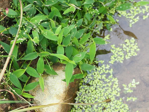 Spreading swamp bloodgrass (Isachne nipponensis)