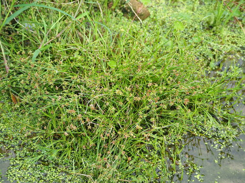 Image of Juncus prismatocarpus by no rights reserved