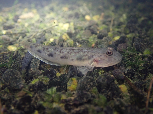 Largemouth tankgoby (Oligolepis stomias) — Gobiidae