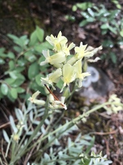 Oxytropis campestris