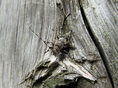 Acanthocinus griseus