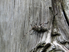 Acanthocinus griseus