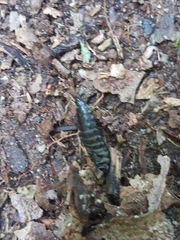 Necrophila americana