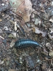Necrophila americana