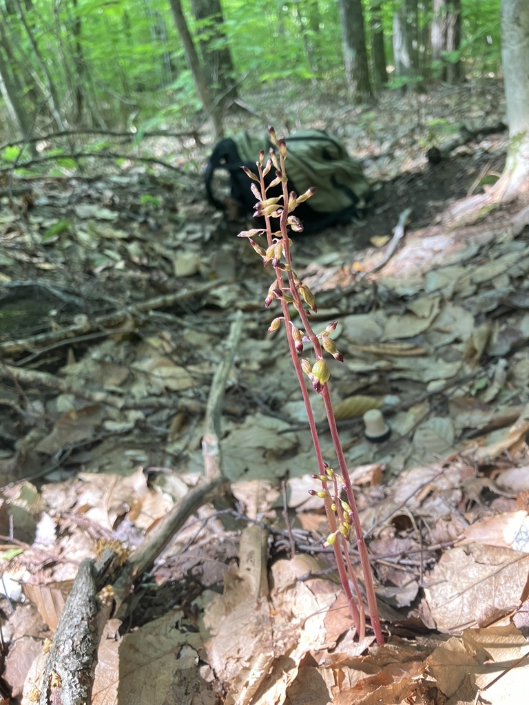 Corallorhiza odontorhiza