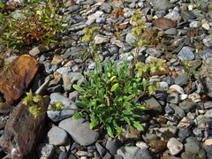 Phacelia leptosepala