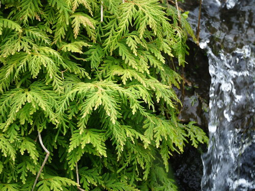 Image of Selaginella delicatula by no rights reserved