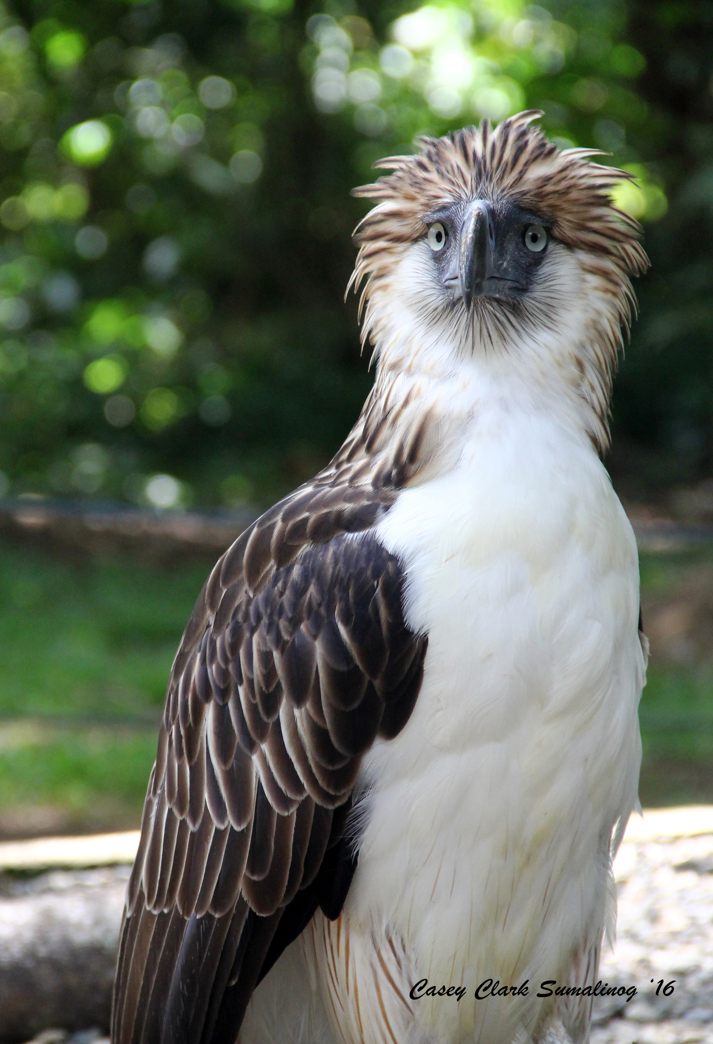 Águila Monera (Pithecophaga jefferyi) · iNaturalist Ecuador